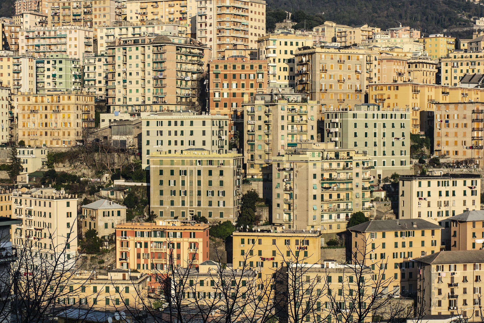 Rhinova genova